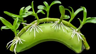 Miraculous fertilizer 500 times stronger than garlic, spreads to roots and young leaves immediately