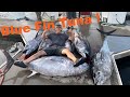 Blue Fin Tuna fishing in San Diego is absolutely insane!  230 pound Blue Fin Tuna!