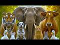 Learn Animal Sounds For Toddlers 🐵🐎🐄🐓🦆🐘| Animal Names and Sounds Horse , Cat , Elephant .