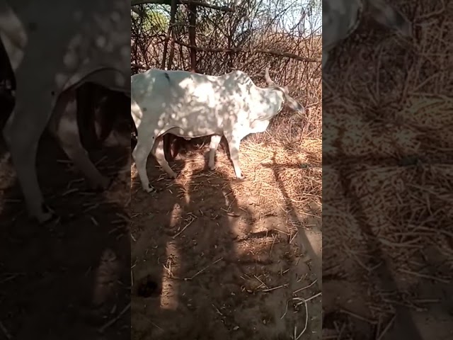 Kankrej Cow #thar #animals #cows #cow #sindhi class=