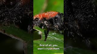 Velvet ants are as soft as they're dangerous screenshot 5
