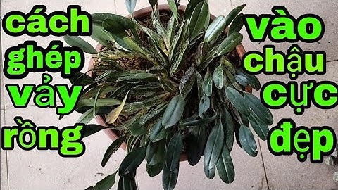 trồng lan vảy rồng vào chậu, ghép vảy rồng vào chậu cực đẹp, phong lan rừng pv