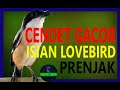 Cendet Gacor Isian Lovebird Prenjak Mp3 - Mp4 Download