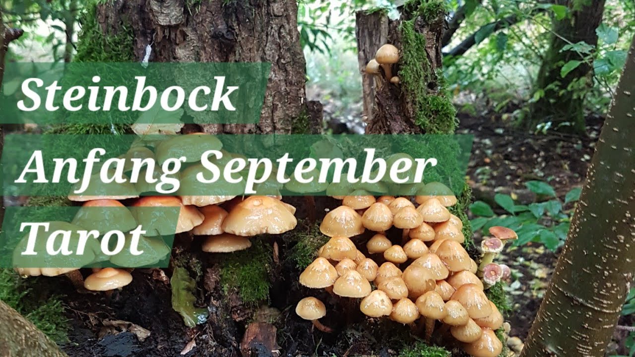 Steinbock♑️ ✨️⚔️streng gehütetes Geheimnis🤫✨️