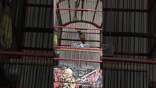 cungkok ngeroll panjang