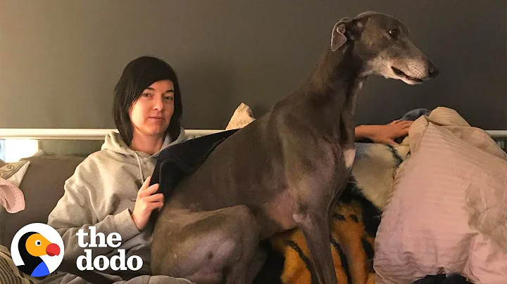 Retired Racing Greyhound Becomes The Biggest Goofball  | The Dodo - DayDayNews
