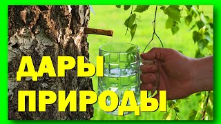 БЕРЕЗОВЫЙ СОК! КАК ПРАВИЛЬНО СОБИРАТЬ!