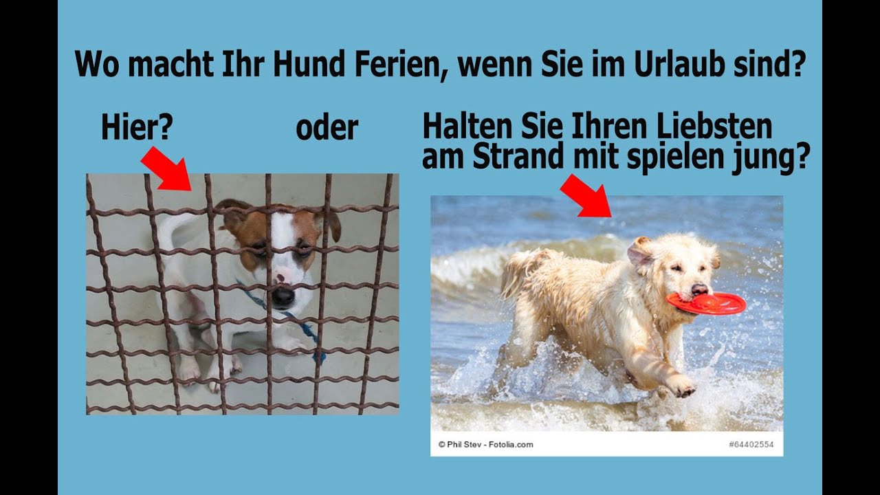 Urlaub mit Hund Ostsee günstig YouTube
