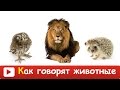 [ КАК ГОВОРЯТ ЖИВОТНЫЕ ] Развивающий МУЛЬТИК для ДЕТЕЙ. Звуки и голоса животных ОБУЧАЮЩЕЕ видео в HD