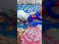 Funny Kitten vs Captain America The Ultimate Showdown