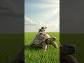 거북이와 강아지가 놀고 있습니다 turtle and the puppy