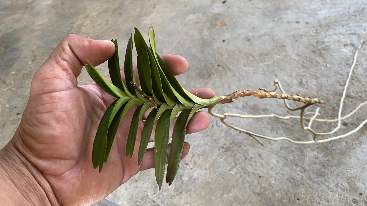 Lan rừng ninh thuận(cũ)1-3 giá rẻ bao ship ủng hộ đt+zalo 0396740194 e quyền