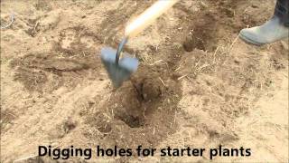 Digging holes for starter plants