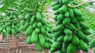 New Way 4 great ideas for propagation papaya trees , papaya growing tree great ideas papaya Dwarf