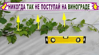 🍇 Никогда ТАК НЕ ДЕЛАЙ когда формируешь ПЕРВЫЕ РУКАВА на винограде. Обзор куста 2 год!