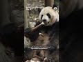 Chinese pandas prepare to head to the U.S.