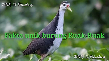 Fakta unik burung ruak-ruak atau burung ayam-ayam.