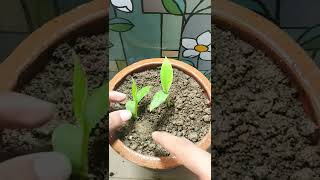 How to grow banana plant from seed|Grow banana tree from seed at home| #shorts #banana #shortsvideo