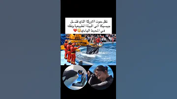 نقل حوت الاوركا الذي كان سبب في وفاة جيسيكا الى البيئة الطبيعية ونقله في المحيط الهادي 