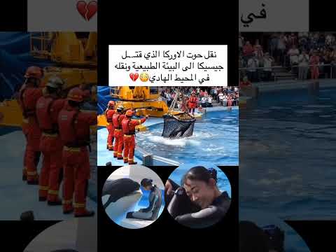 نقل حوت الاوركا الذي كان سبب في وفاة جيسيكا الى البيئة الطبيعية ونقله في المحيط الهادي
