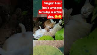 kucing menyusui anaknya #kucinglucu#kucingminum#kucingmeongmeong#viral#shorts