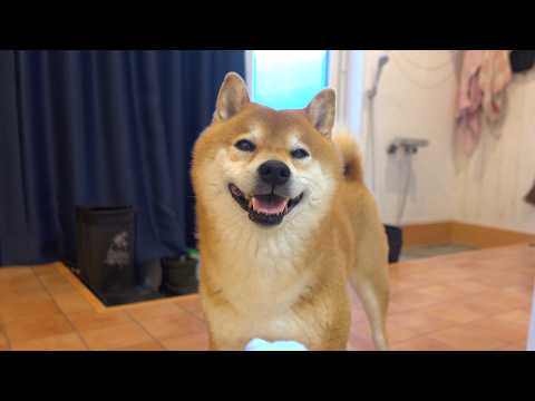 パパがいない日々に耐える柴犬…笑顔に変わる瞬間が尊すぎた。