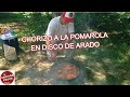 Chorizos a la pomarola en la naturaleza, Disco de arado. Irineo Portela, Baradero.