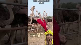 Pokoknya Jangan Ambil Telor Kami Tante