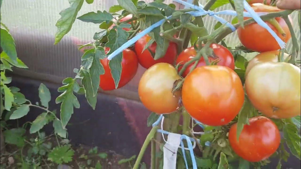Сорт томата Джина ТСТ (открытый грунт) 02,09,23 - YouTube