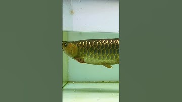 #huyetlong #arowana #kimlong #carong