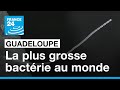 La plus grosse bactrie du monde dcouverte en guadeloupe  france 24