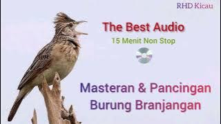Terapi Rutin Suara Burung Branjangan Gacor Paling Manjur!!