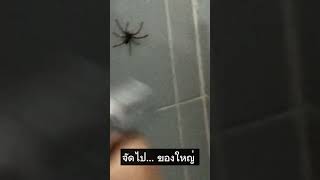 When you meet a giant spider!!! #shortsvideo #shortsfeed #shorts #animallife #spiderman #animallover screenshot 2