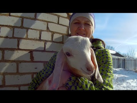 КОЗА-ДЕРЕЗА! Последние новости по козам. КОЗА-ДЕРЕЗА! Последние новости по козам.