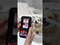 ショートエフェクトでペットにトロフィーを?! (オリジナル動画: @milkteasistersworld )