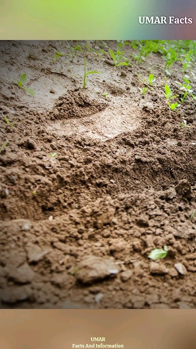 incredible-smell-in-mud-facts-youtube
