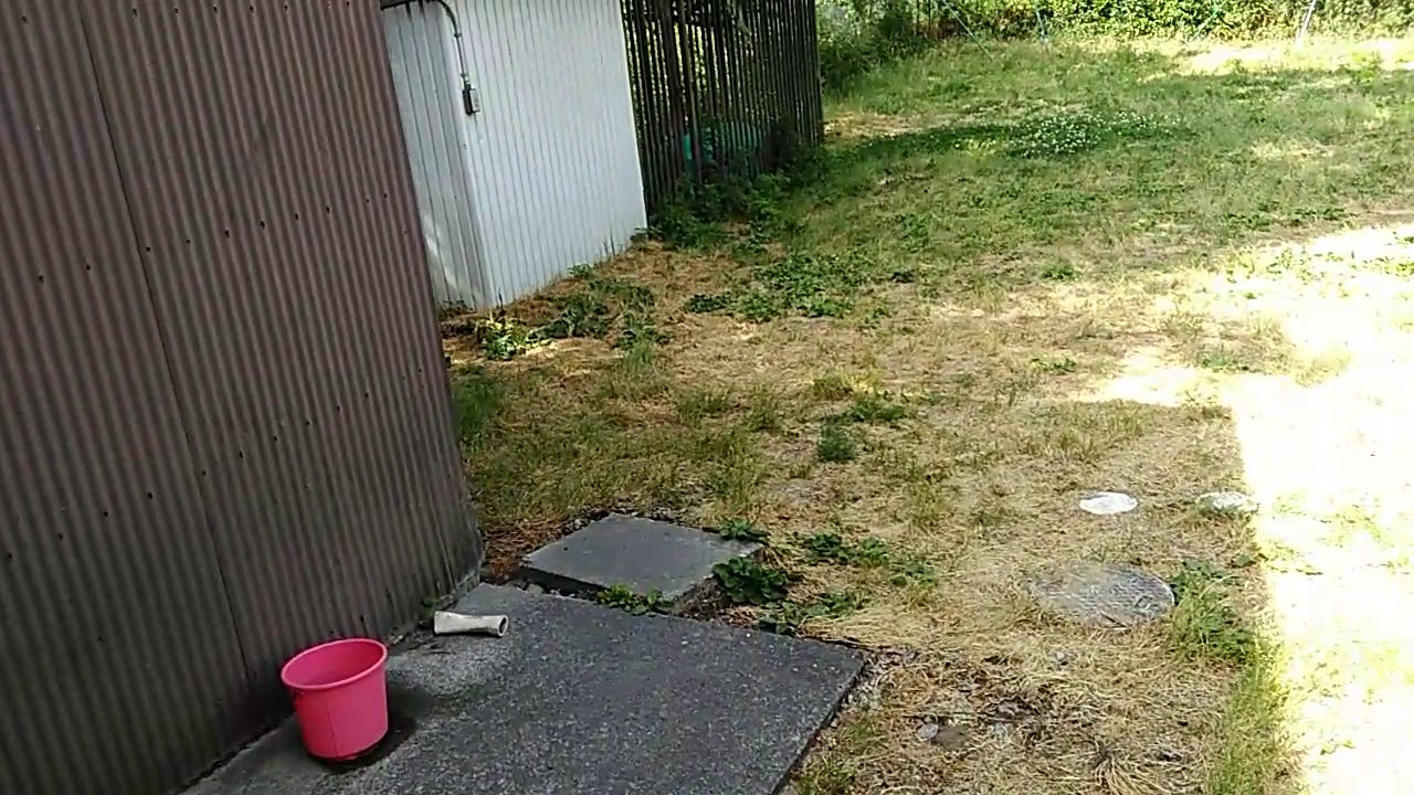 レオ坊の外耳炎がひばっちょ ひば油 で治った件 ドーベルマンボルドー裏ブログ