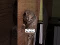 눕그루밍 마스터 #고양이 #냥춘기 #cat #cats #그루밍 #catgrooming