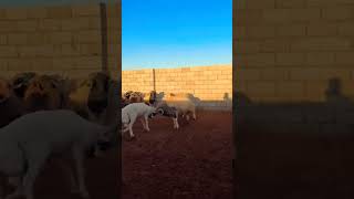 machallah #Radwanbrayja #goat #short #shortvideo #viralvideo #shots #video #funny #arabic 🐏 🐏