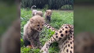 #CheetahCubdate: Ready to Play and Excited for Treats (Part 1)