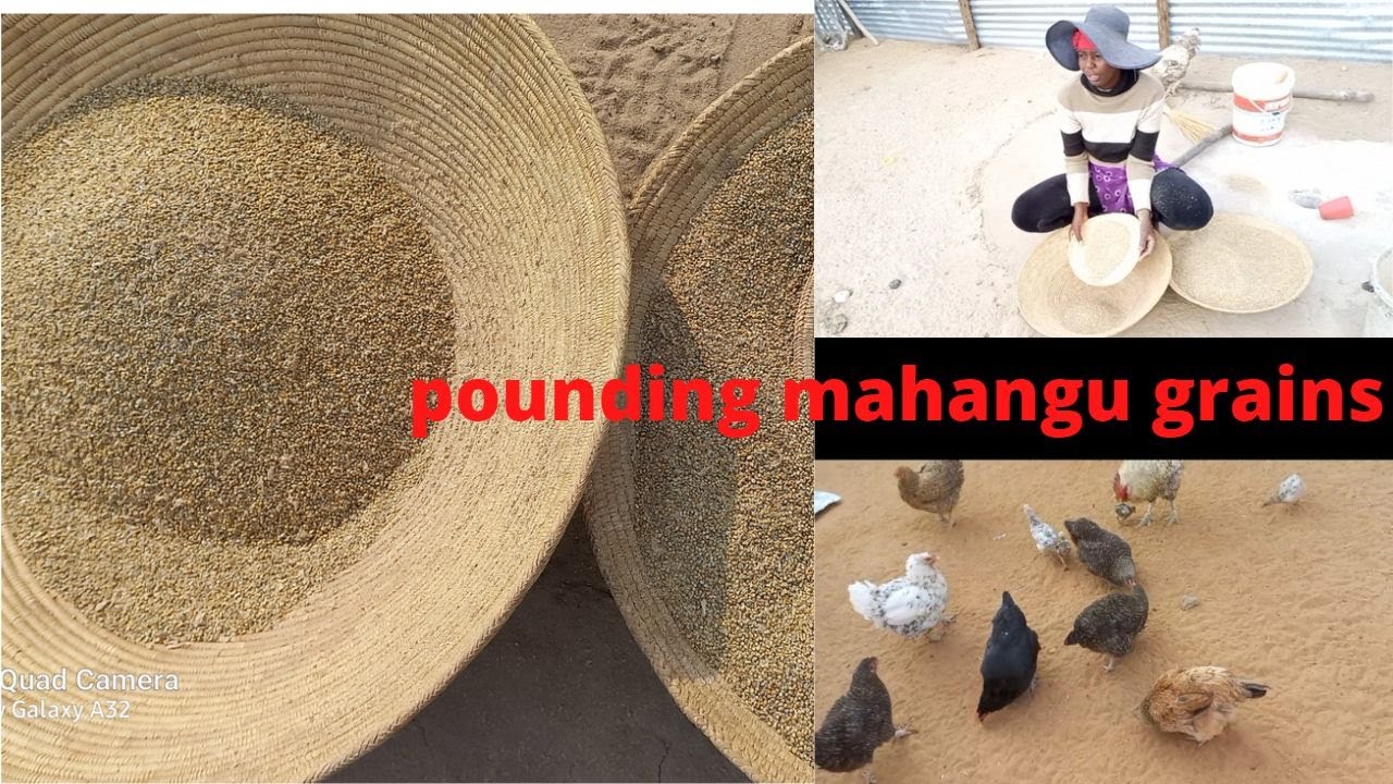 How Africans Pound their Omahangu Grains/village chores/village life in namibia/ Namibian youtuber