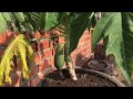 papaya growing in tree stump pot