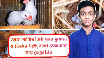 জাভা পাখির ডিম না ফুটার কারণ - Causes of Java bird eggs not hatching.