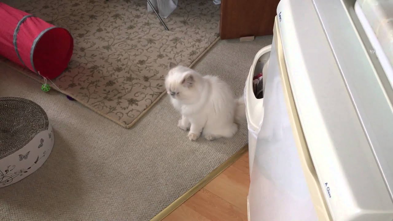 Meow Moe on X: Angry Persian Cat Meowing  #Cats #Cat #Kittens