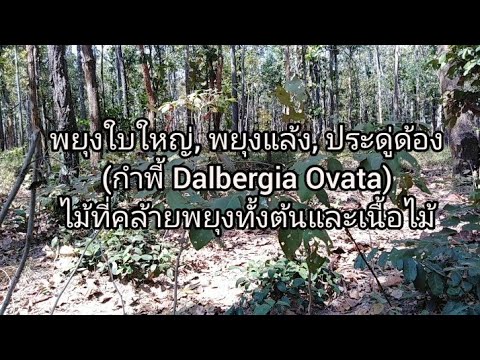 พยุง​ใบ​ใหญ่, พยุง​แล้ง, ประดู่​ด้อง​Dalbergia​ Ovata​ไม้ที่คล้ายพยุงทั้งต้นและเนื้อไม้