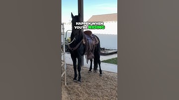 Handling Stallions |  Communication is Key!