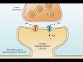 AMPA and NMDA Receptors