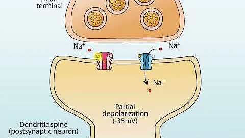 What do the NMDA receptors do?