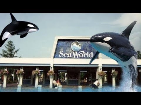 Video: Jsou otevřené Geauga Lake, SeaWorld a Six Flags Ohio?