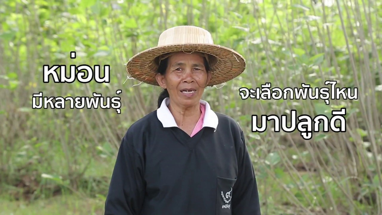 การปลูกหม่อนเลี้ยงไหม ตอนที่ 2: เริ่มต้นปลูกหม่อนเลี้ยงไหมดี มีชัยไปกว่าครึ่ง